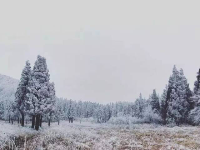 青田终于求雪得雪,多地白茫茫一片!一大波雪景图向你袭来!