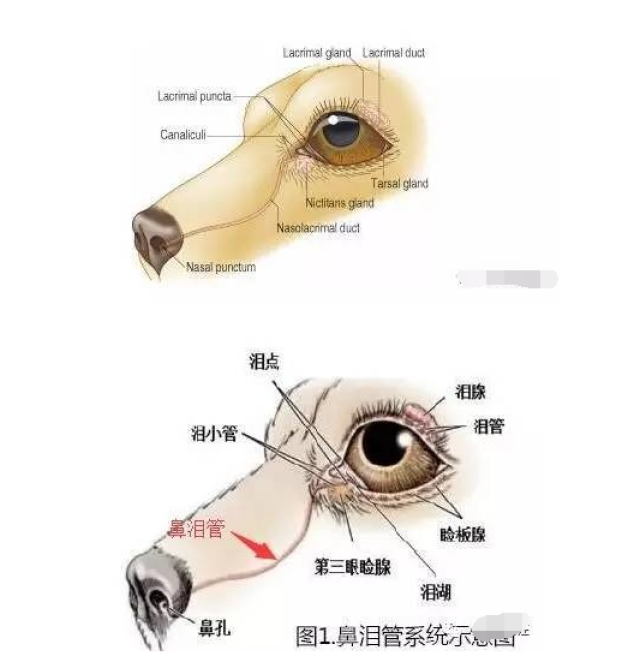 泪液,给我们的眼球滋润的作用,所以你看正常健康的眼睛都是水汪汪的