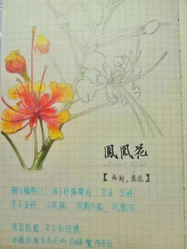 草稿 凤凰花  彩铅,画照片 凤凰木/凤凰花是这学期园林课讲的第一个