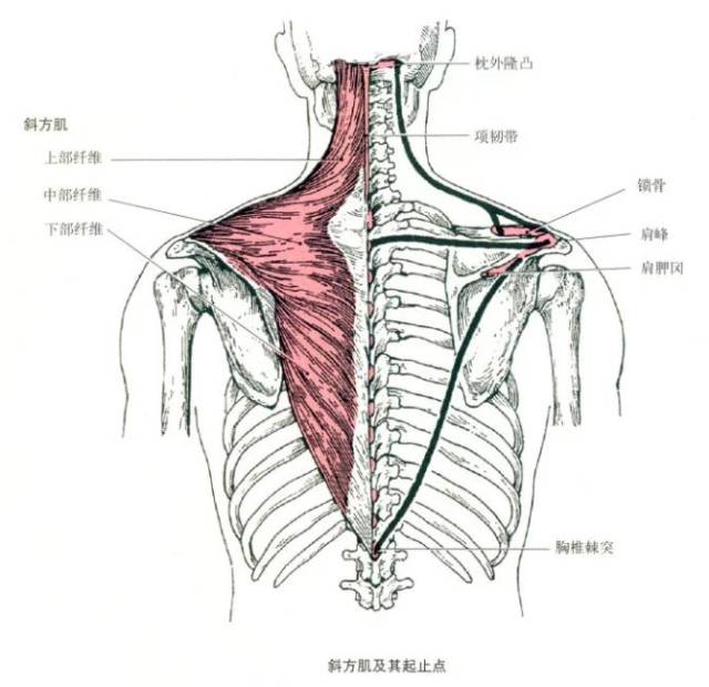 1,斜方肌的解剖部位:项部及背上部皮下,一侧为三角形,两侧相合为斜