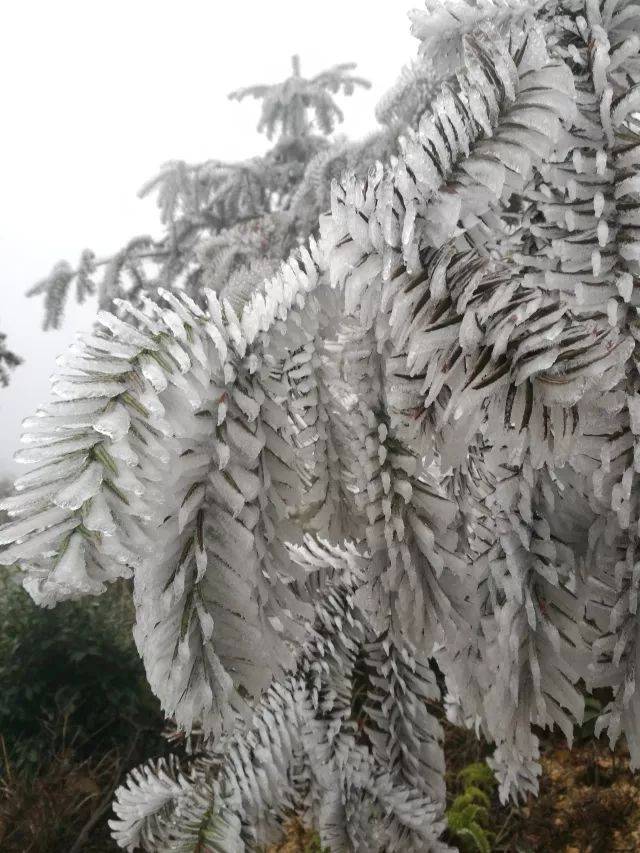 下雪了,下雪了,中仙下雪了!