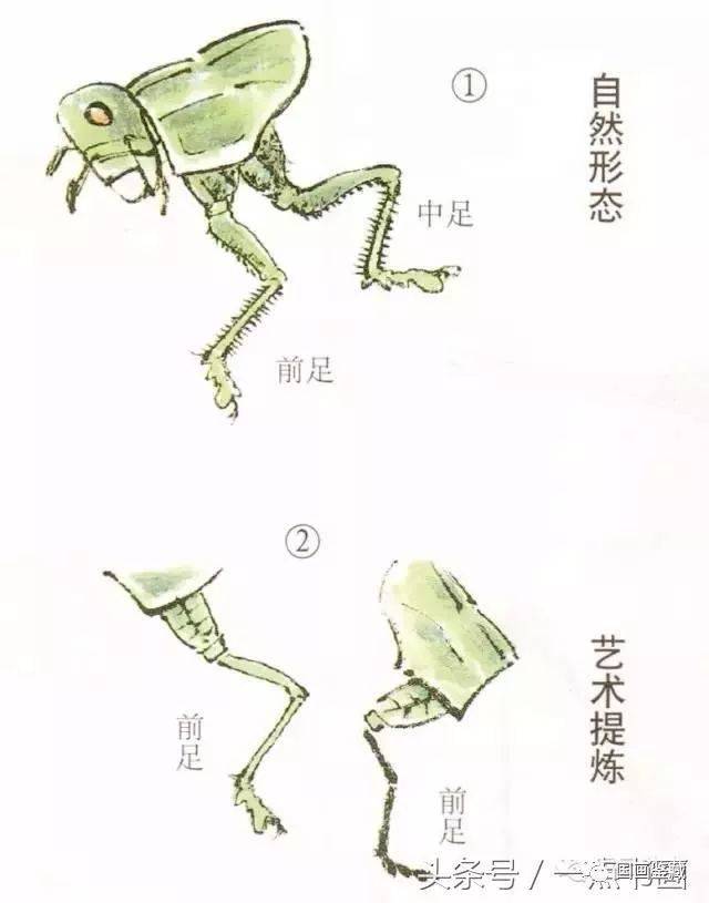 蝈蝈工笔和写意画法