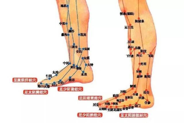中医经络学说认为:脚部通过经络系统与全身各脏腑之间密切相连.