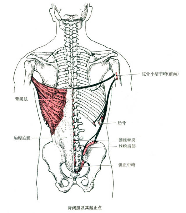 肌肉解剖图(一)