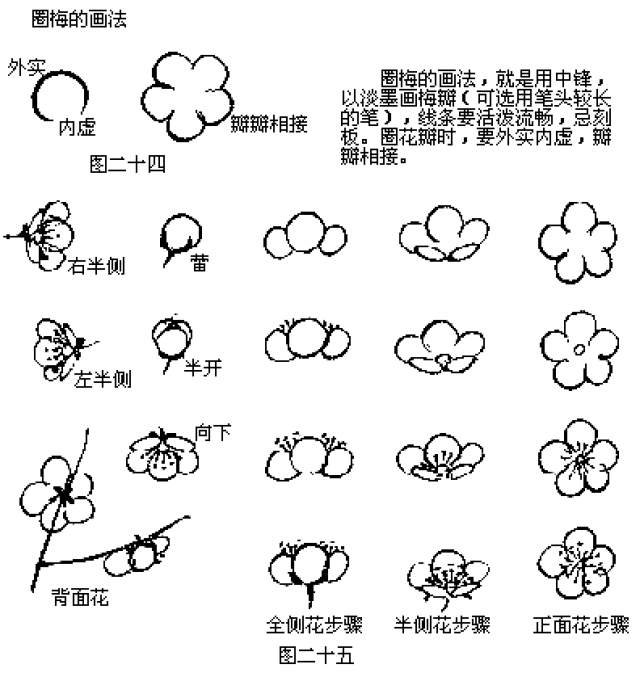 圈梅的画法