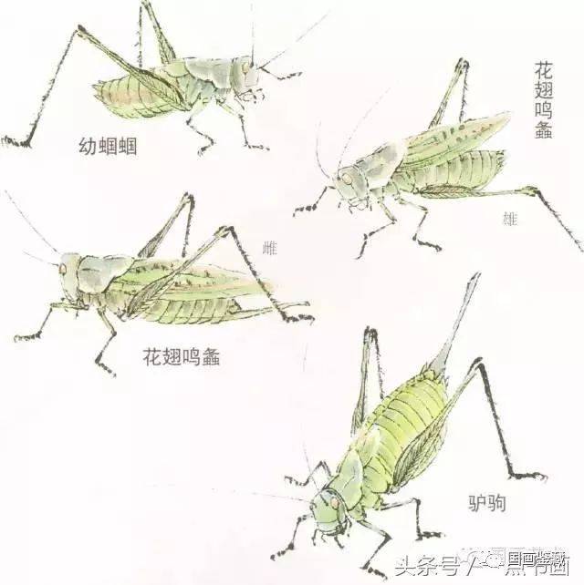 蝈蝈工笔和写意画法