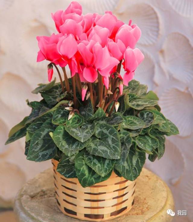 仙客来(cyclamen persicummill,别名萝卜海棠,兔耳花,兔子花,一品冠