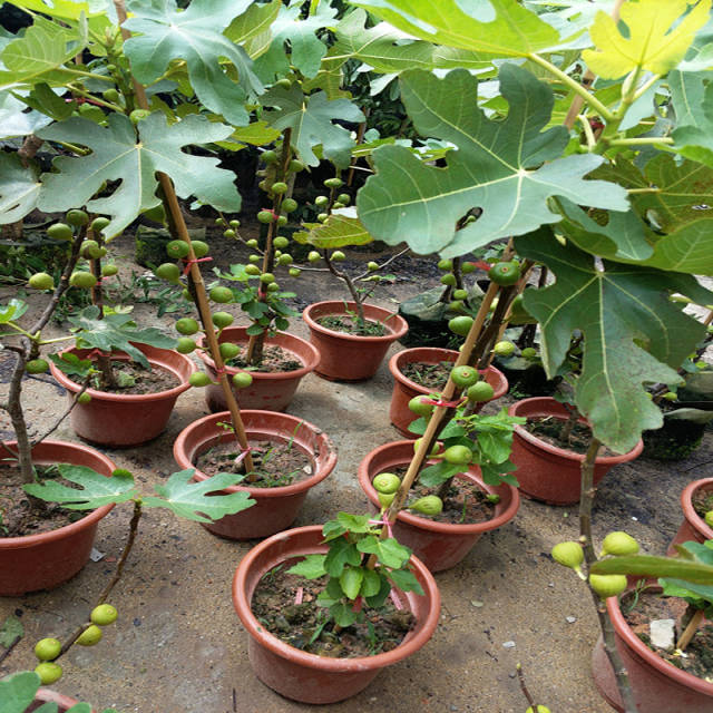 无花果树的修剪技巧和果树的生长性