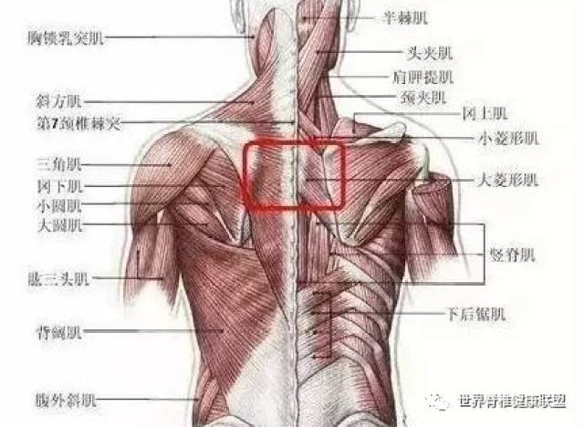 【基础解剖】从脊柱肌肉分布谈腰背痛_手机搜狐网