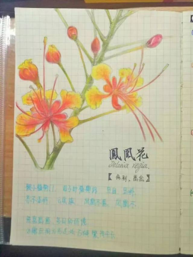 草稿 凤凰花  彩铅,画照片 凤凰木/凤凰花是这学期园林课讲的第一个