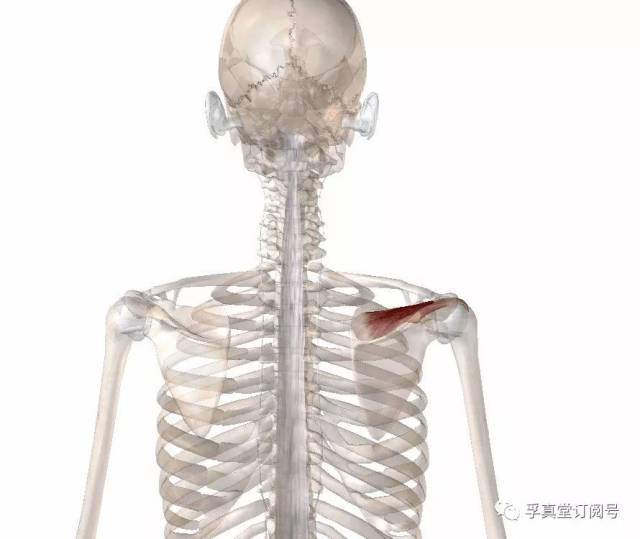 肩外侧疼痛—冈上肌