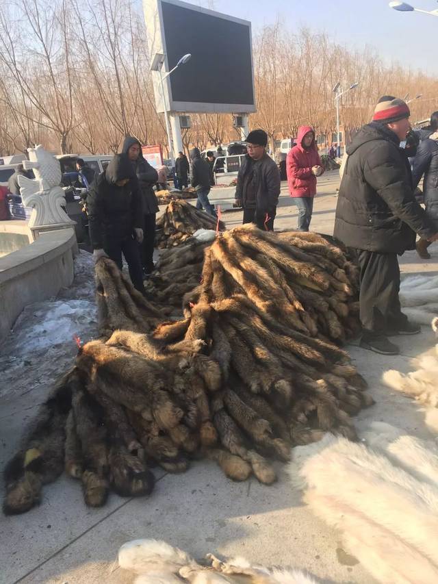 2月1日昌黎皮毛市场行情