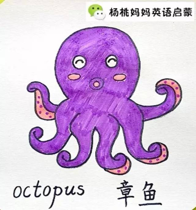 英语萌萌画 | octopus章鱼