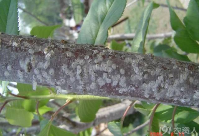 在桃树上的介壳虫主要有3种,桑白蚧,草履蚧和朝鲜球坚蚧,全国为害