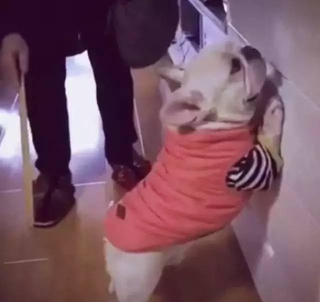 法斗犬犯错被主人罚站打屁股,紧张的小表情笑死人了!【文末有福利】