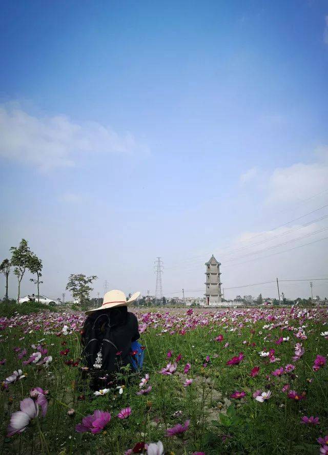 赏花~江门新会双水这片花海,看过的人都说,美到犯规!