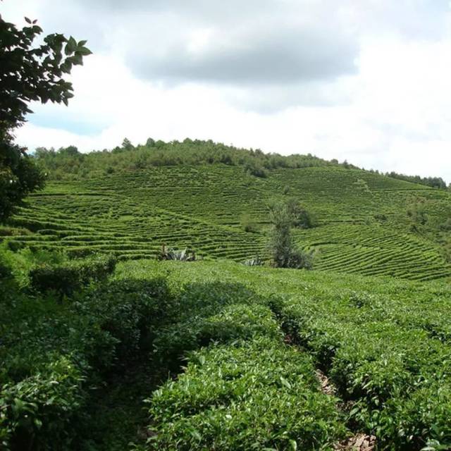 出生于4月:祁门红茶茶树