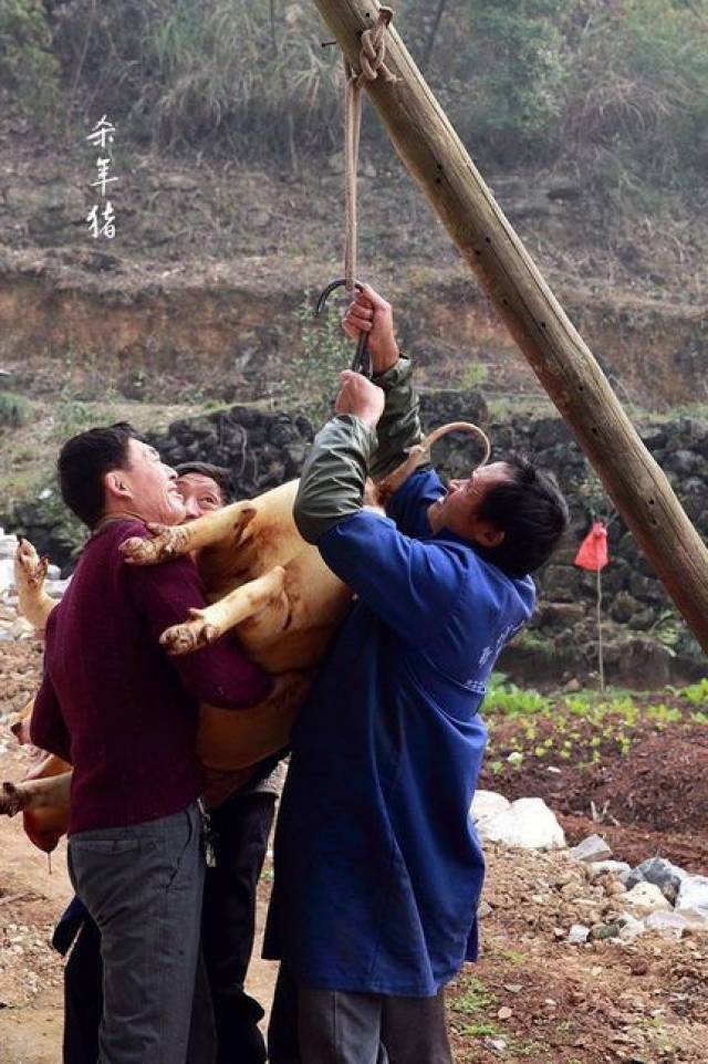 杀年猪都是为过年做准备,所以大部分肉是按血脖,里脊,硬肋,后臀等分解