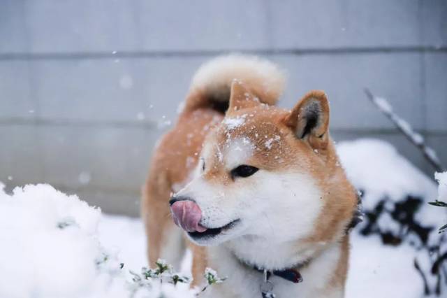 大雪那天,这只柴犬的所作所为让无数网友感同身受