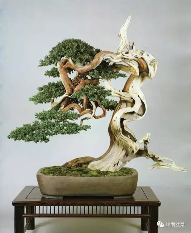 枯干/舍利盆景精品欣赏, 观一树枯荣生死, 参悟人生百态