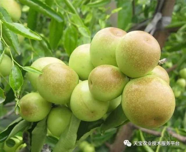 南方可以种冬枣吗?