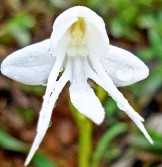 这是一种代表和平的兰花——鸽子兰,它的花心有一只花瓣组成的鸽子.