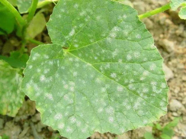 大棚使用糖,遇见灰霉,叶霉,菌核,白粉等病害,一定要避免!