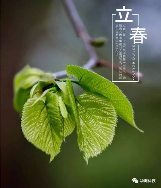立春|你好,春天—我在华洲等你
