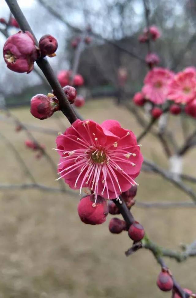 近日,位于彩云湖公园"梅园"景点的梅花,在经历了寒冬的历练后,悄然