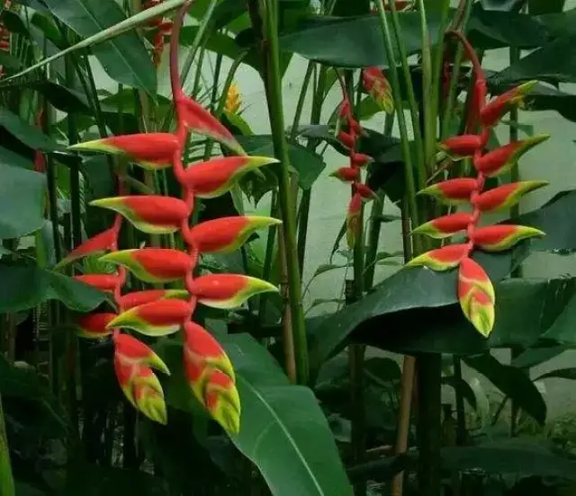 红鸟蕉(学名:heliconia psittacorum),是 蝎尾蕉科,蝎尾蕉属多年生