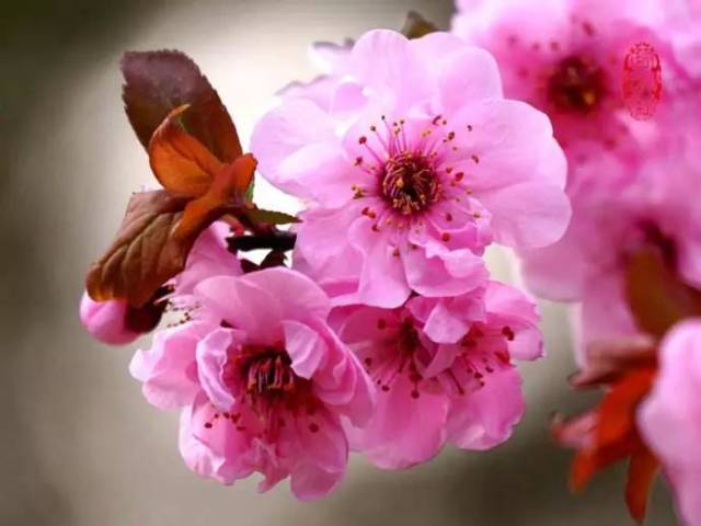 复瓣或重瓣的梅花,深红色或粉红色,就是 "宫粉";纯白或近白,就是玉蝶
