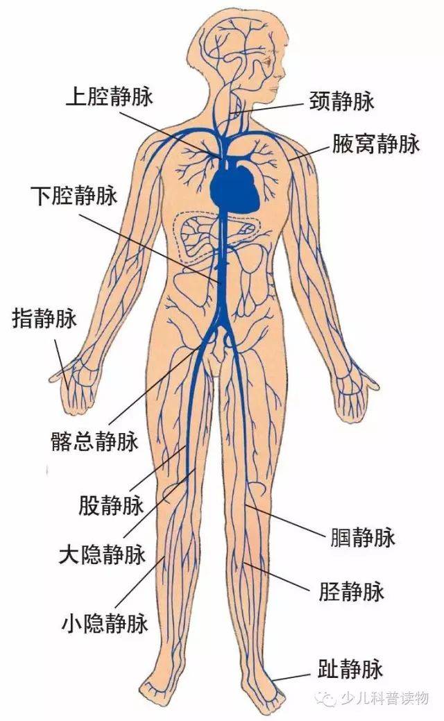 科普1分钟 | 血液的全身旅行