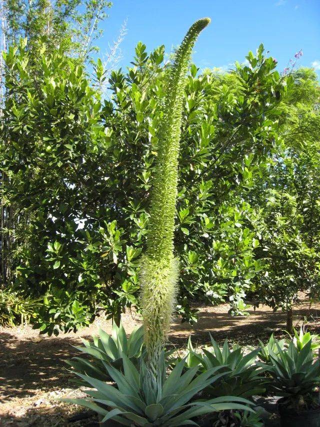 “菠萝麻”开花节节高，有多高？也就……6米吧