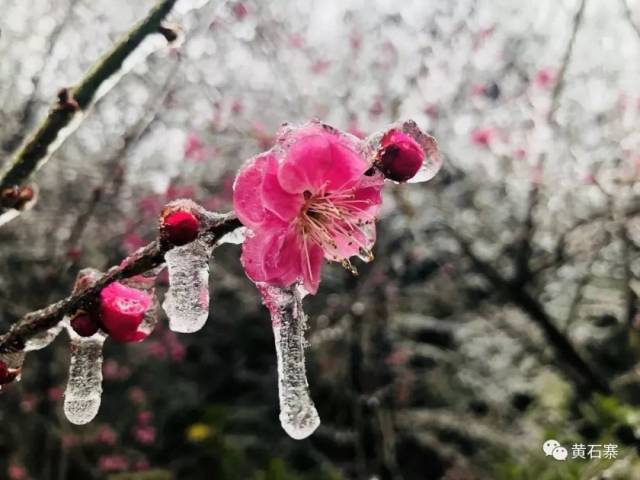 雪中梅花给游人上演了一出别样景致,透明冰晶包裹着绽放的梅花,美的尤