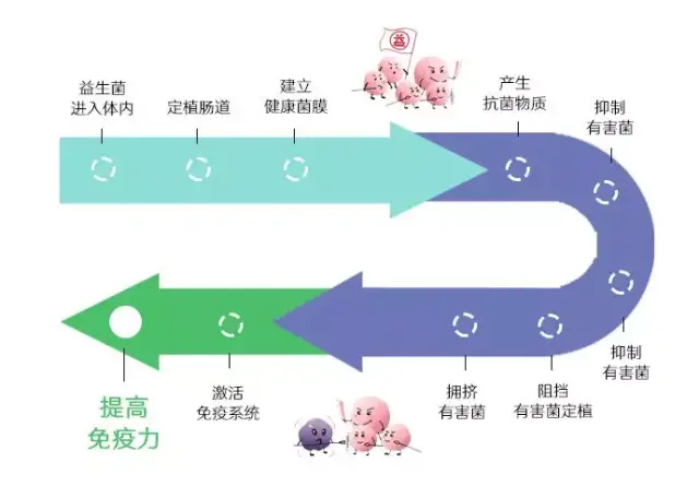 植入活的有益菌.