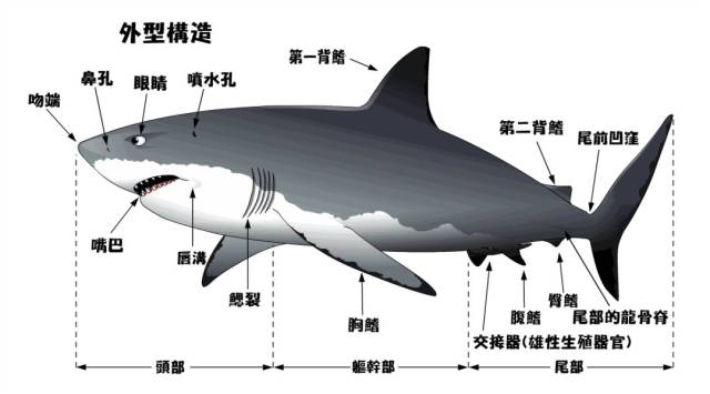 7 大白鲨真的喜欢人类的味道吗?