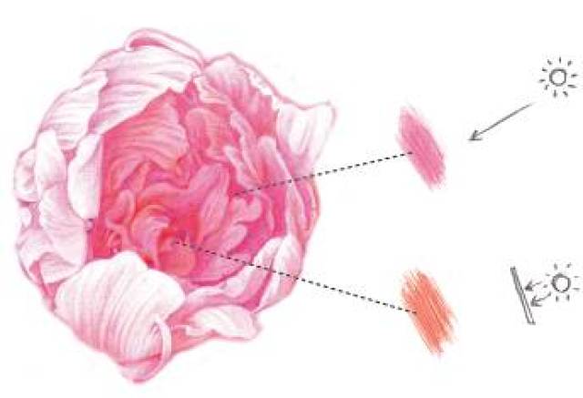 首先画出花瓣的外廓线,分析清楚亮部与暗部之间的关系,并用线条将