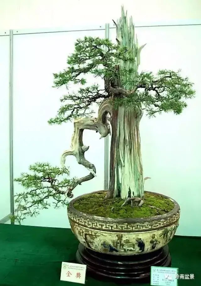 枯干/舍利盆景精品欣赏, 观一树枯荣生死, 参悟人生百态