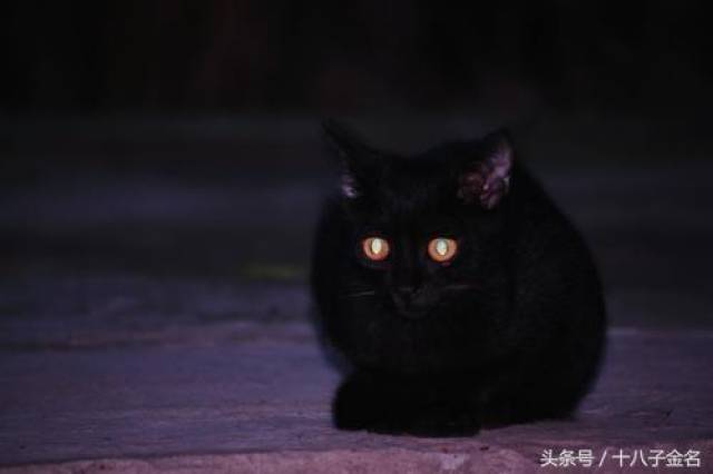 科普:养了这么多年猫,你还不知道猫的眼睛可以1日3变吧?