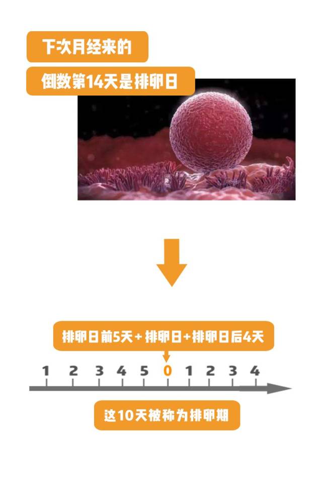 周期为28天的女性安全周期表