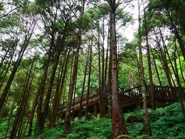 台湾最美森林终于开放,只为一场中国最高水平
