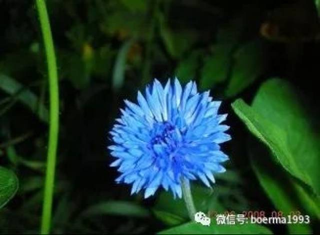 100种花的名称及花语(最全)