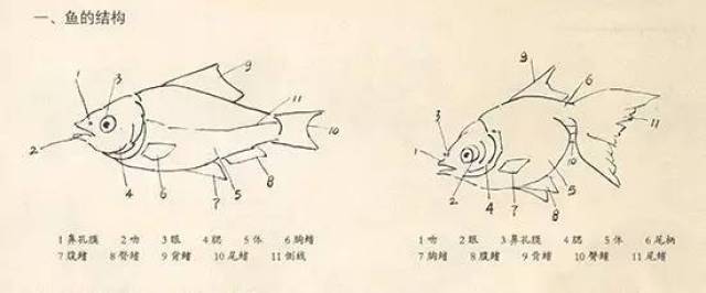 一,鱼的结构 左鱼:1鼻孔膜 2吻 3眼 4腮 5体 6胸鳍 7腹鳍 8臀鳍 9