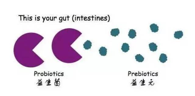 益生菌,益生元,合生元有什么区别,怎么吃?看看儿科医生怎么说
