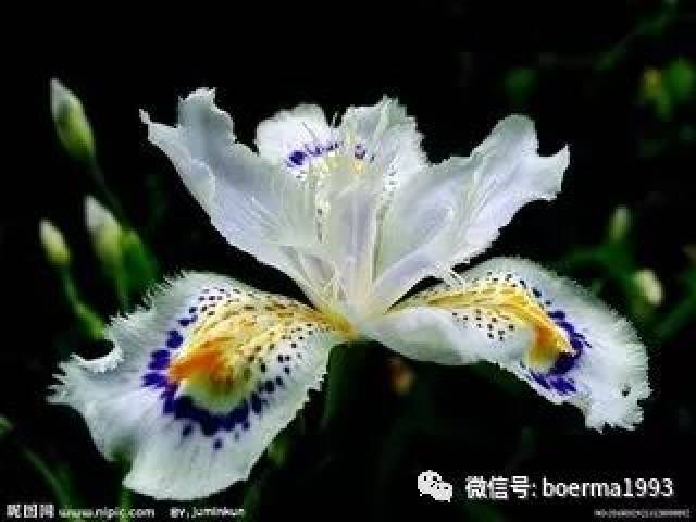 100种花的名称及花语(最全)