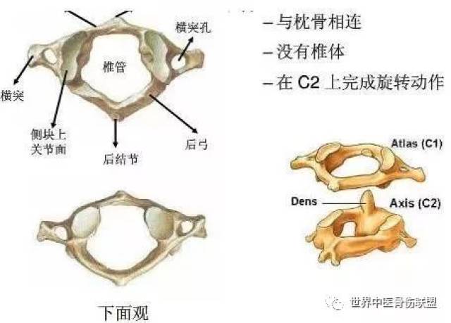 第一颈椎又叫寰椎,它没有椎体和棘突,由前后弓和侧块组成.