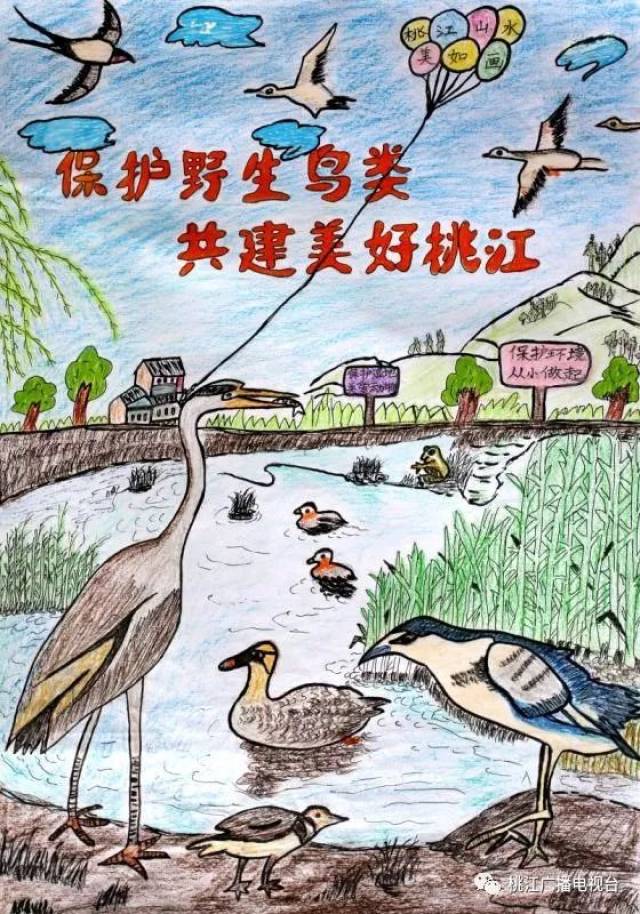 桃江县小学生湿地科普征文绘画比赛作品 羞女湖国家湿地公园不仅河
