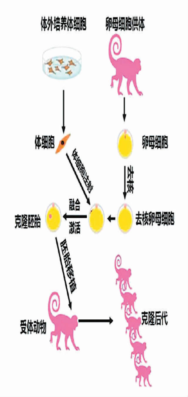 中华克隆猴"萌翻"世界