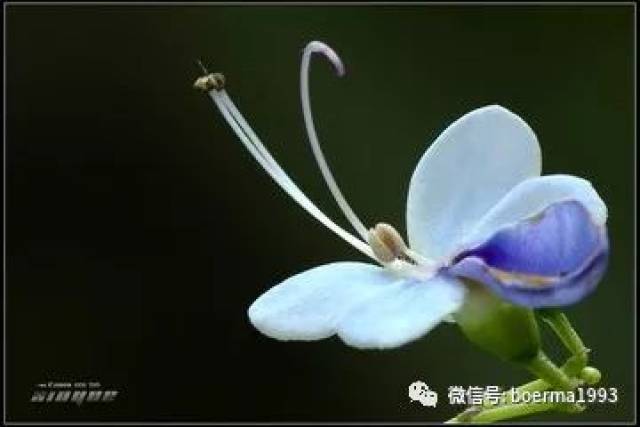 100种花的名称及花语(最全)