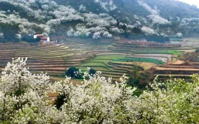 最美赏花季丨2月20日至21日自驾钦州赏碗窑梨花徒步烟霞山